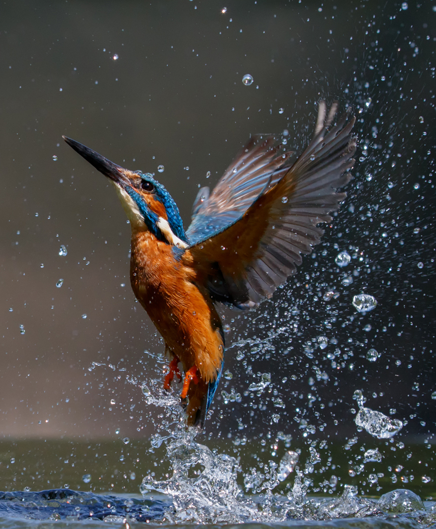Terry Wall (England) Kingfisher Blast Off